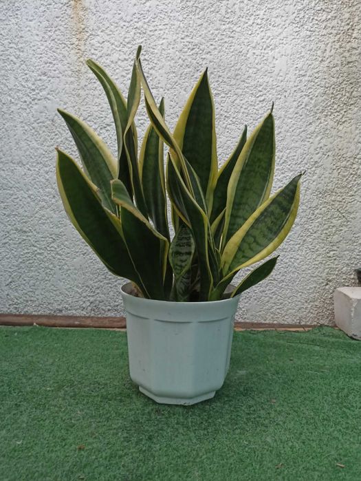 сансевиерия  обмен