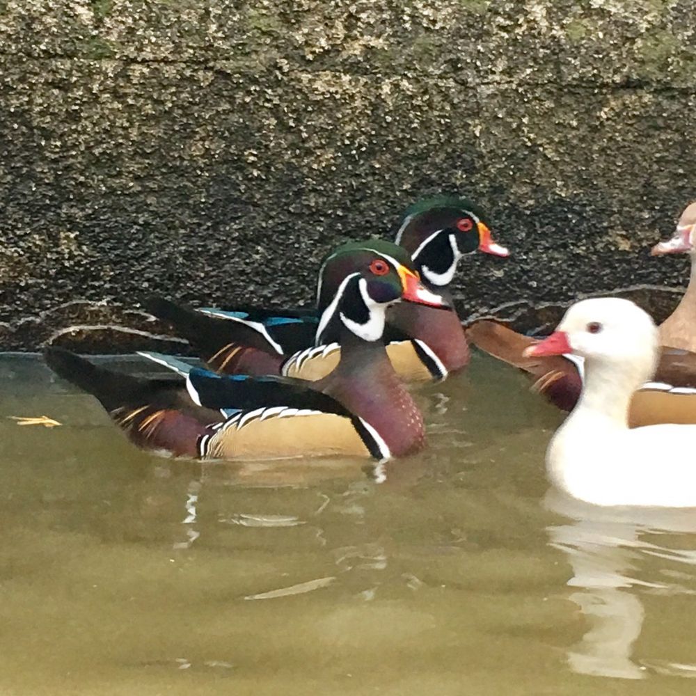 Patos mandarim e carolinos de varias cores