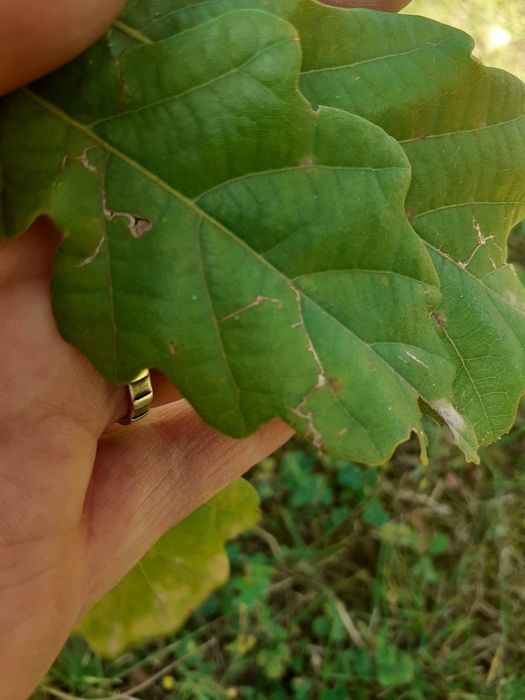 Dąb szypułkowy 120 cm sadzonka