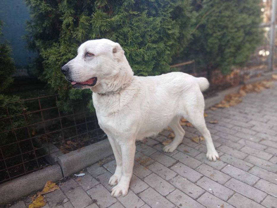 Продам Алабая...