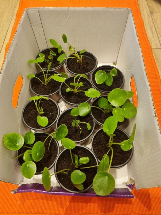 Pilea Pieniążek sadzonki