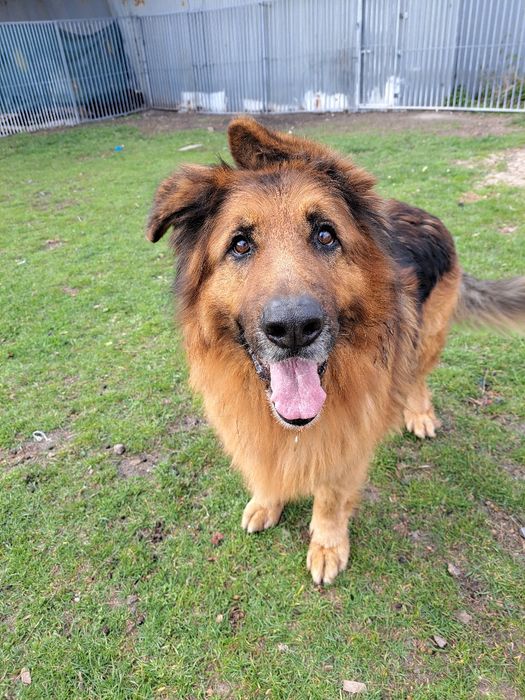 Hades i Hera- rodzeństwo owczarków szuka domu
