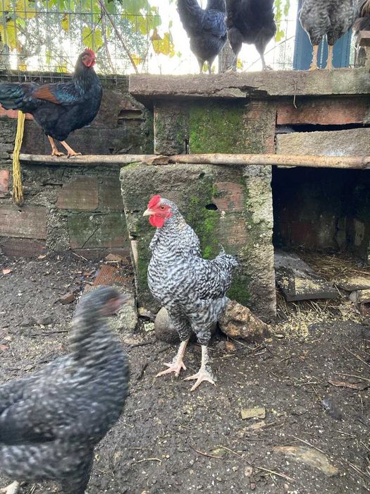 Galos de varias raças