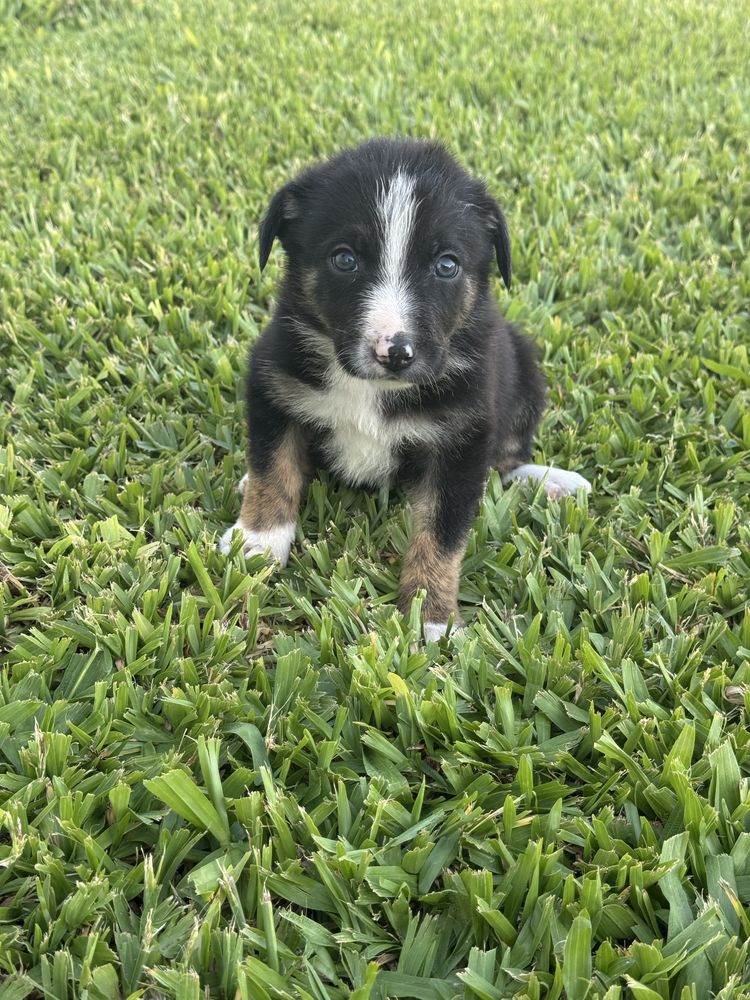 Border collies com 2 meses