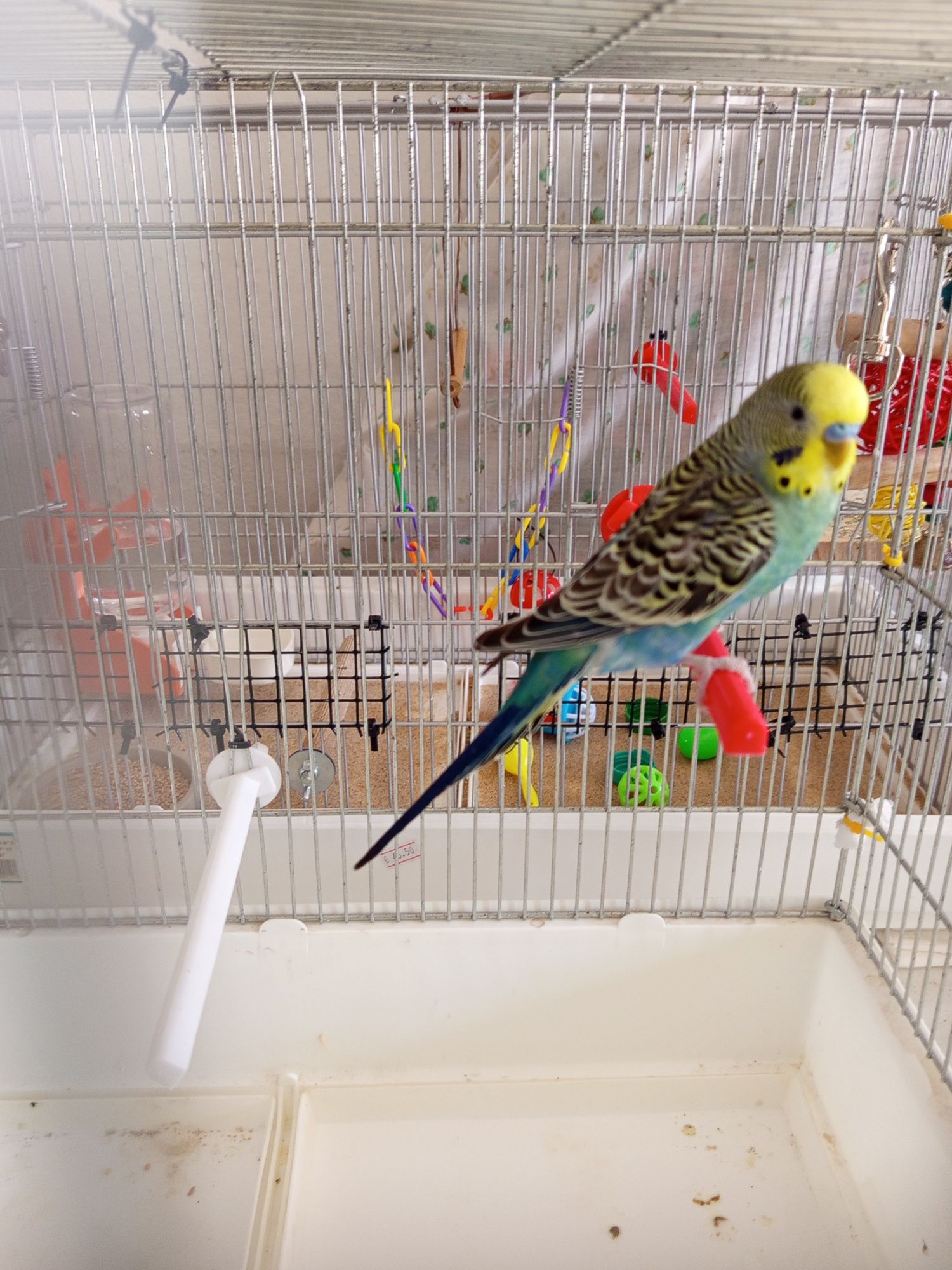 Vendo periquito 4 meses