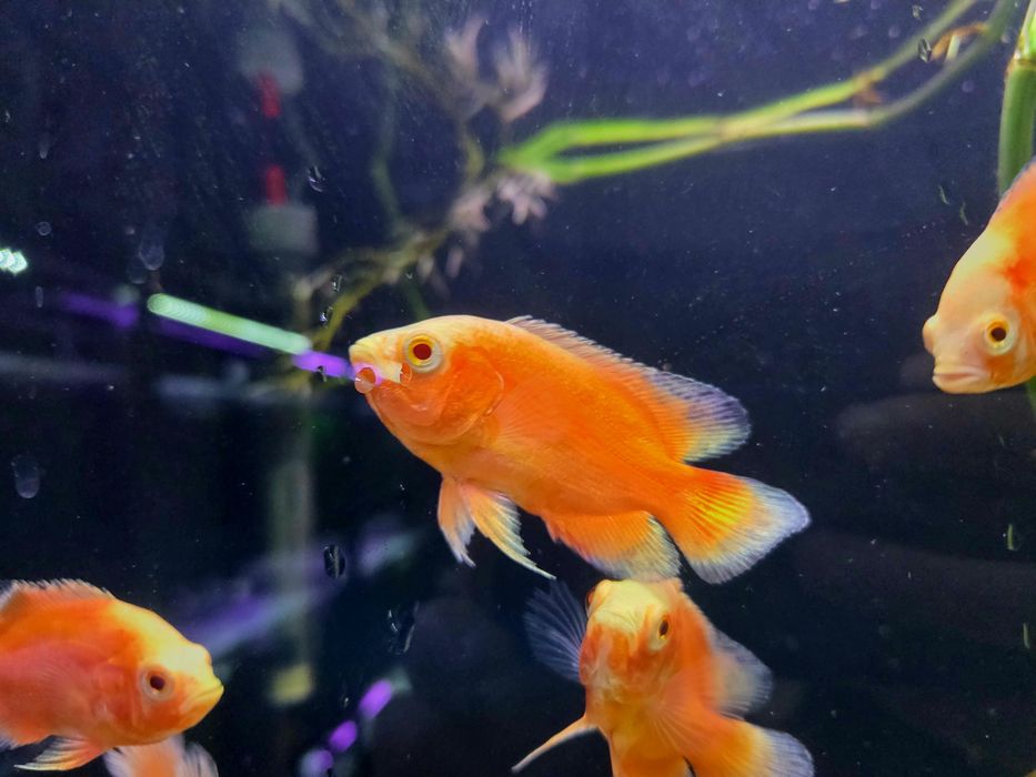 Pielęgnica pawiooka red albino/ red chili