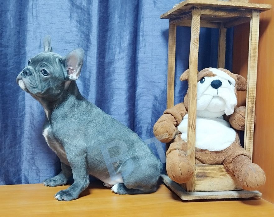 Французька булочка блакитного окрасу.