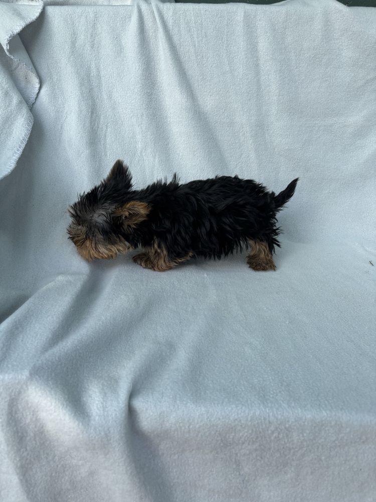 Yorkshire terrier miniatura macho