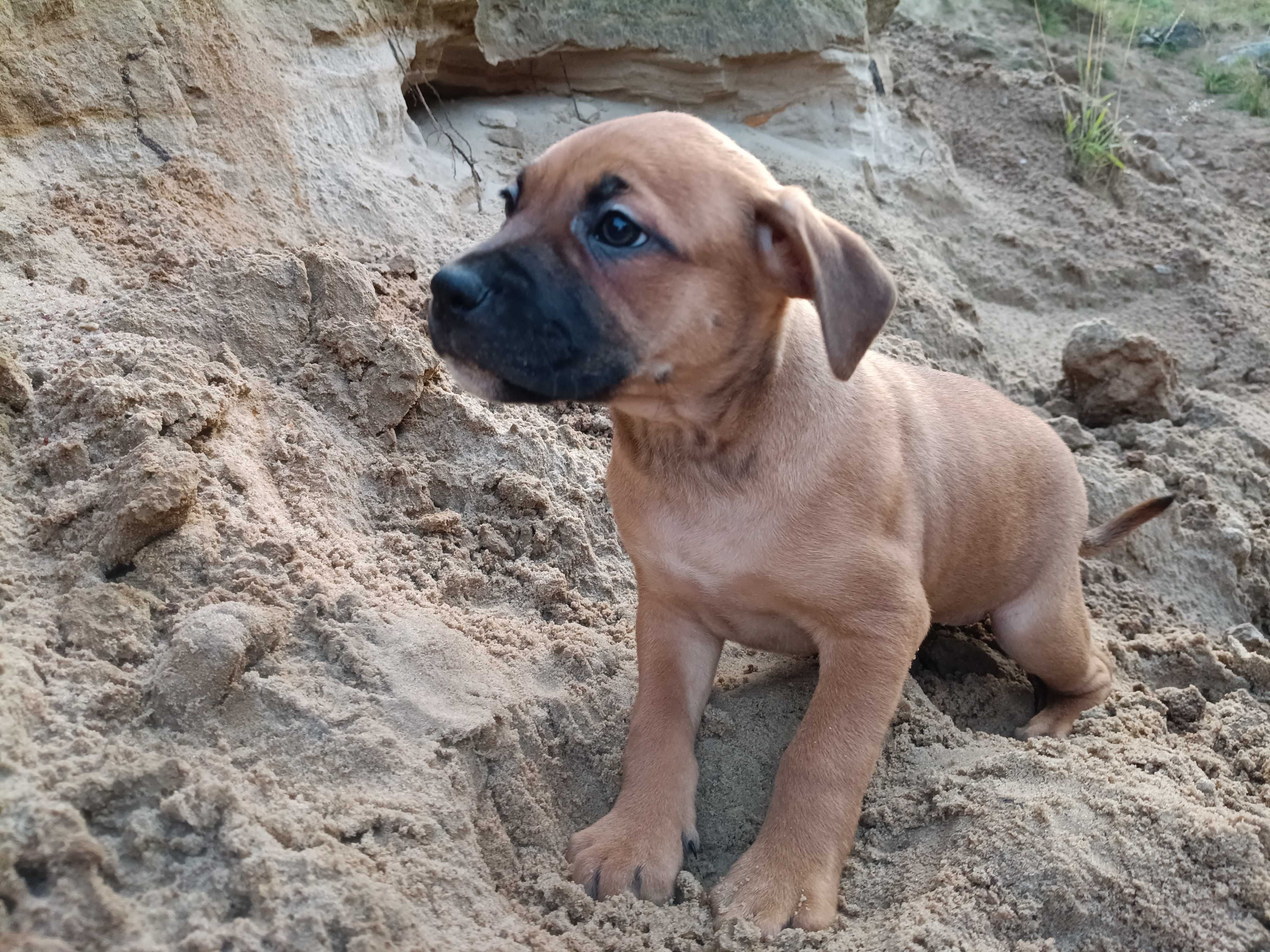 Amstaff spokojna suczka