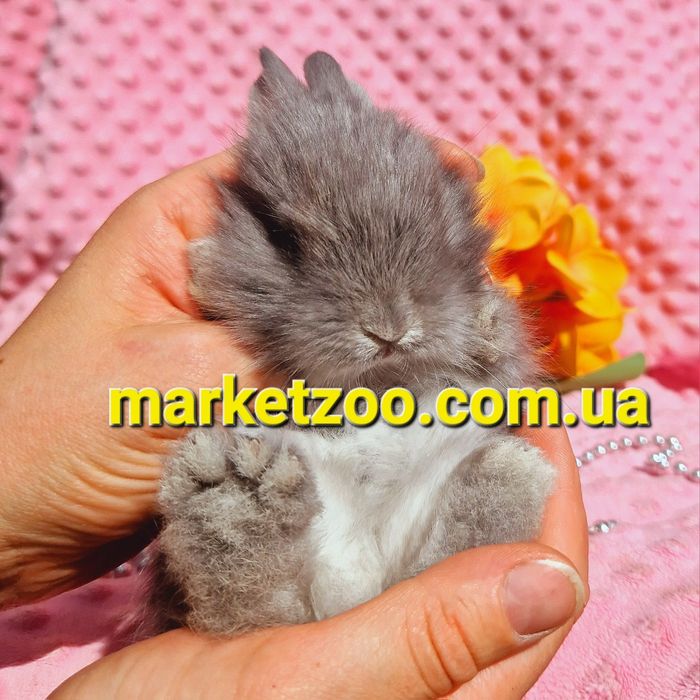 карликовый мини мiнi mini кролик карликовые кролики серебро шиншила