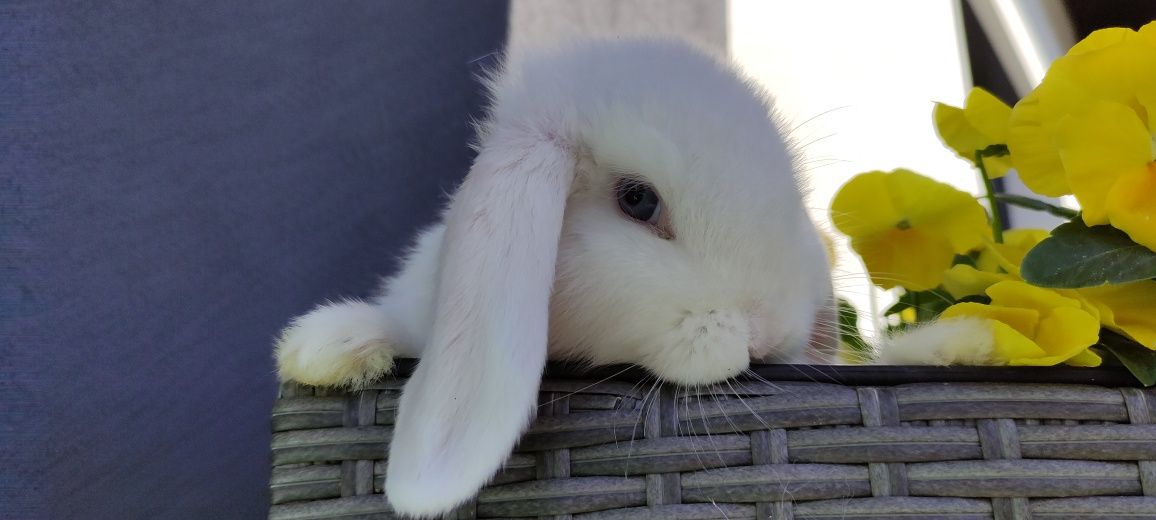 Mini Lop królik gotowe do odbioru