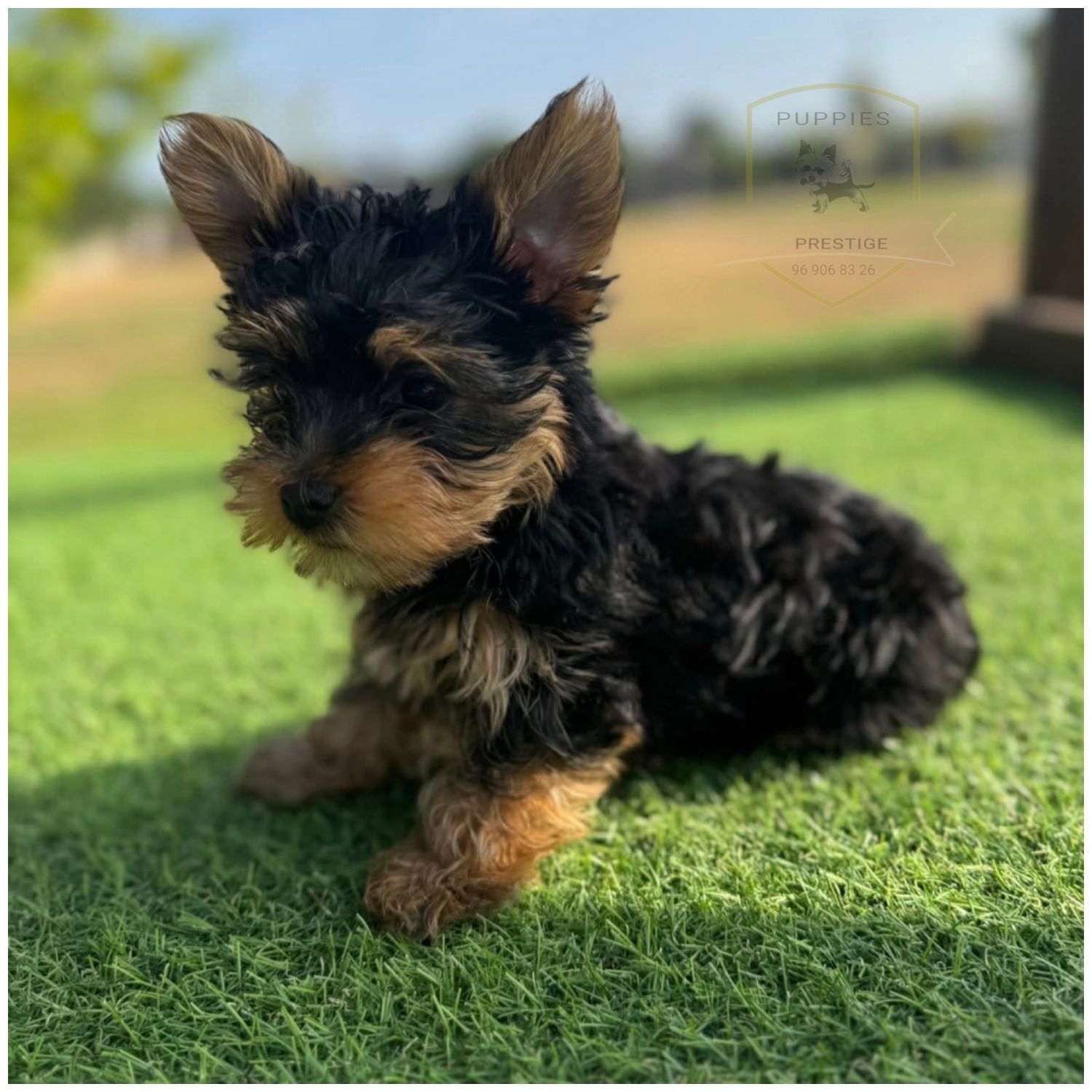 Yorkshire Terrier excelente qualidade