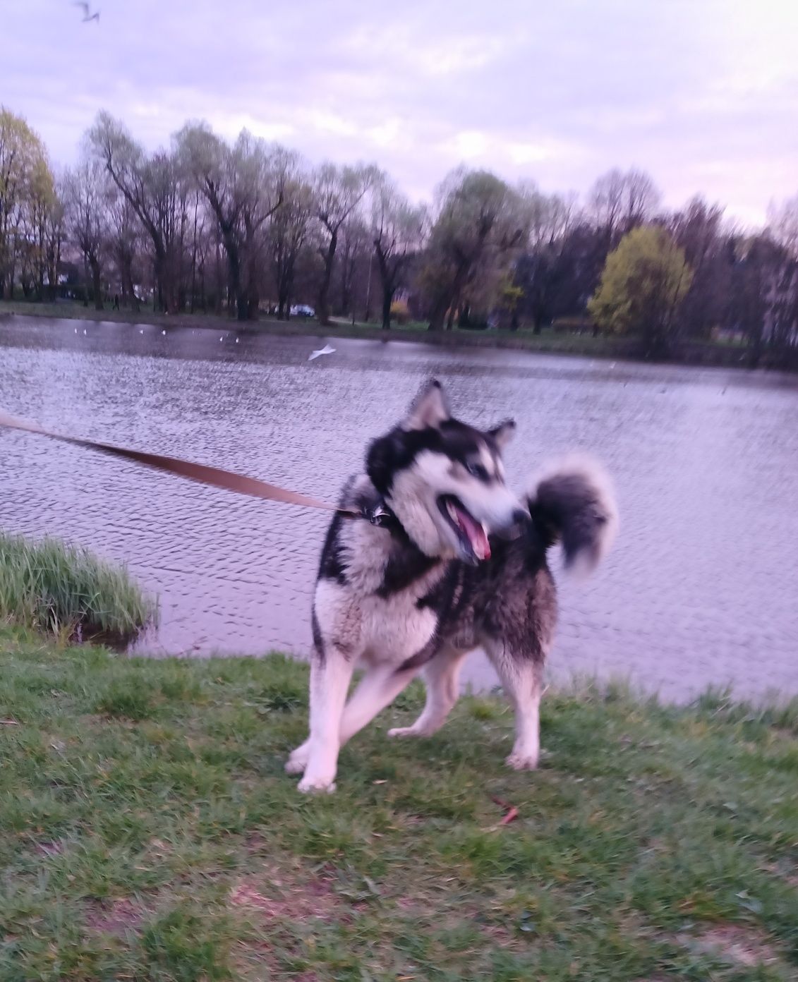 Chłopiec Husky młody reproduktor zaprasza