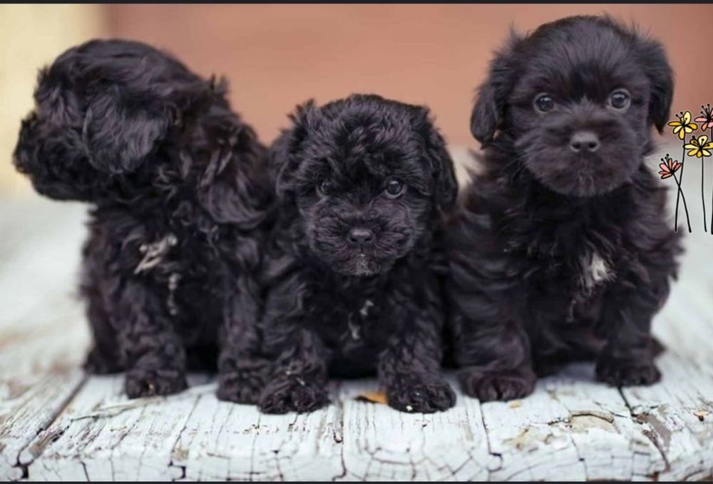 Мини мальчики черные мальтипу