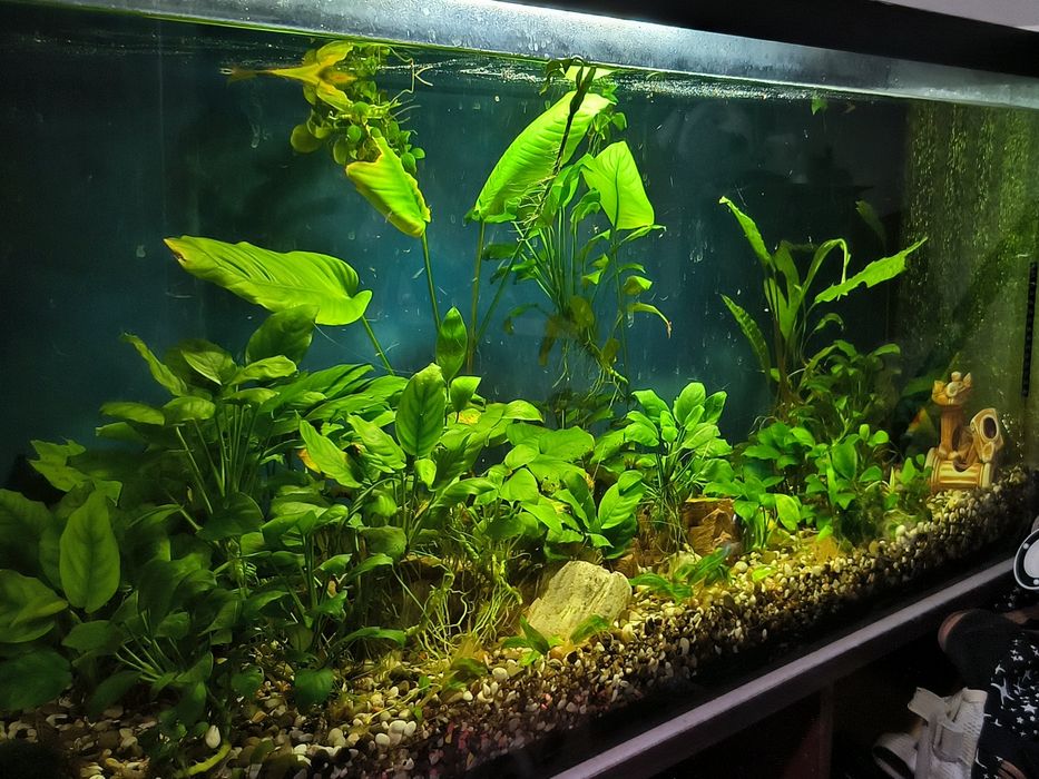 Продам Аквариумы 240, 30