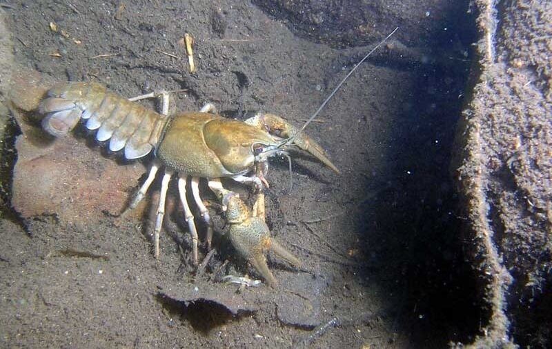 Продам живі раки