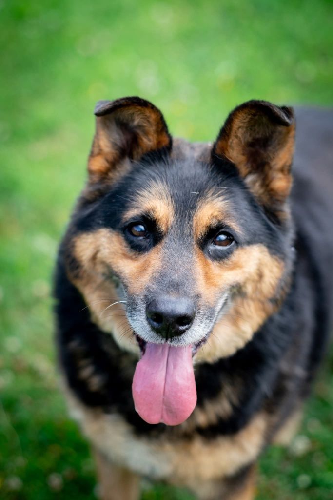 Atos do adopcji!