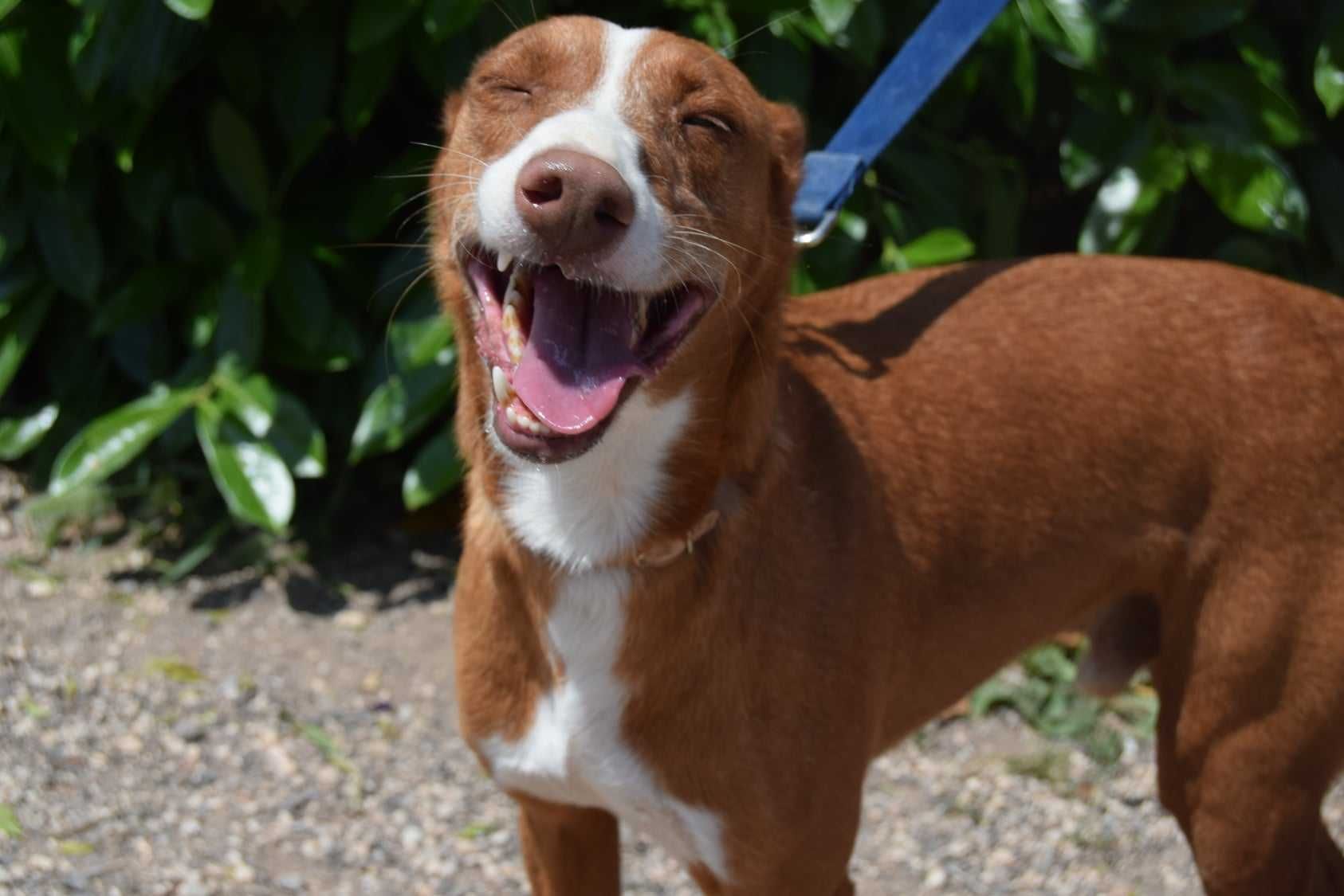 Tote - cão médio para adoção