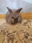 Angora Yorczki króliczki ozdobne długowłose królik