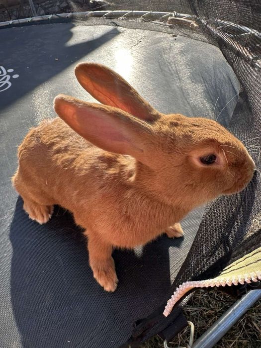 Кролик порода Бургунська