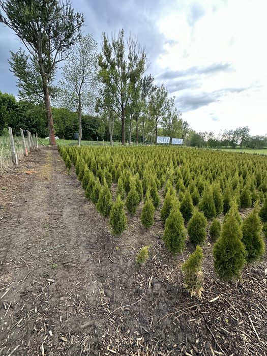 Tuja szmaragd sadzenie ogrodzenie żywopłot transport