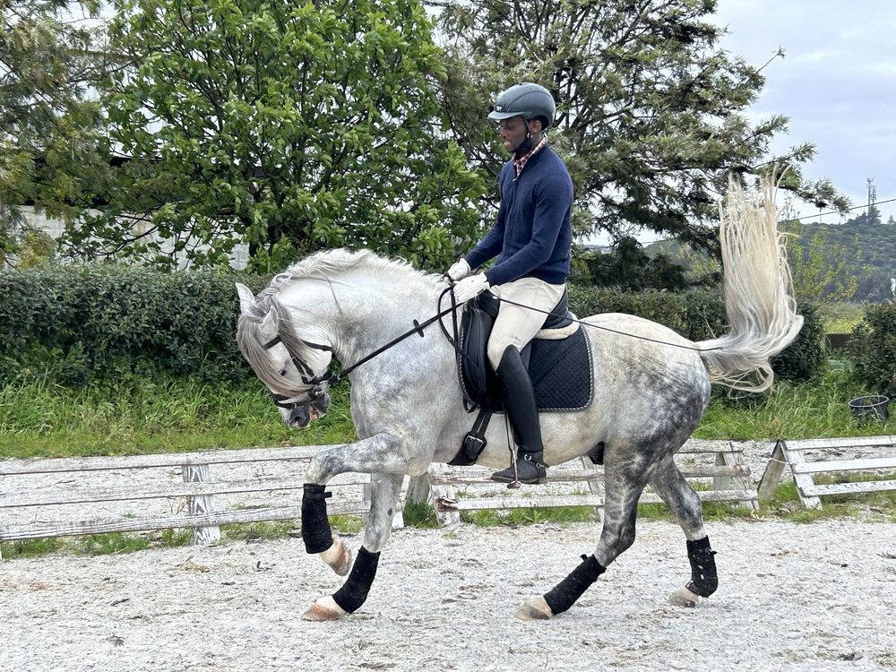 Cavalo luso-arabe