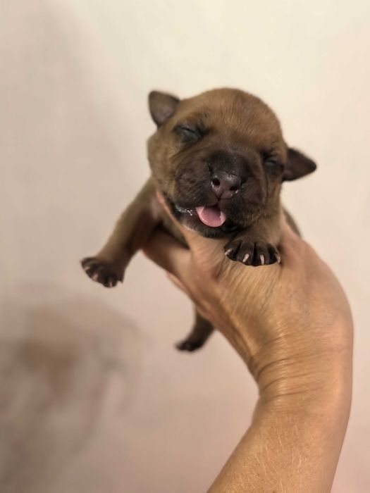 Staffordshire Bull terrier stafik ZKwP