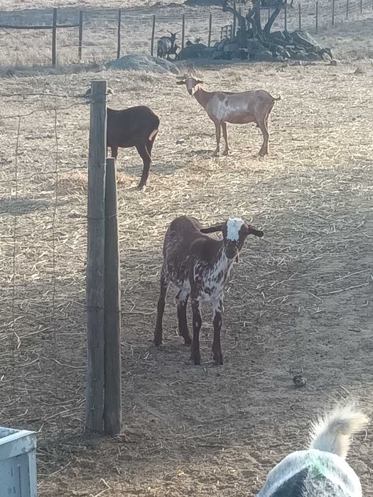 Chibos e chibas para venda