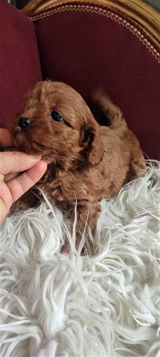 Cavapoo > piesek > rezerwacja .