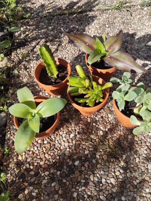 Suculentas  mini e outras plantas para ofertas