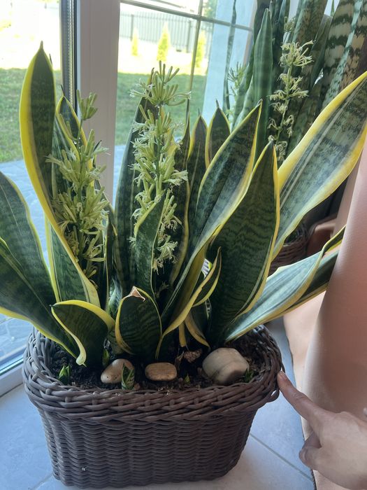 Сансевʼєрія