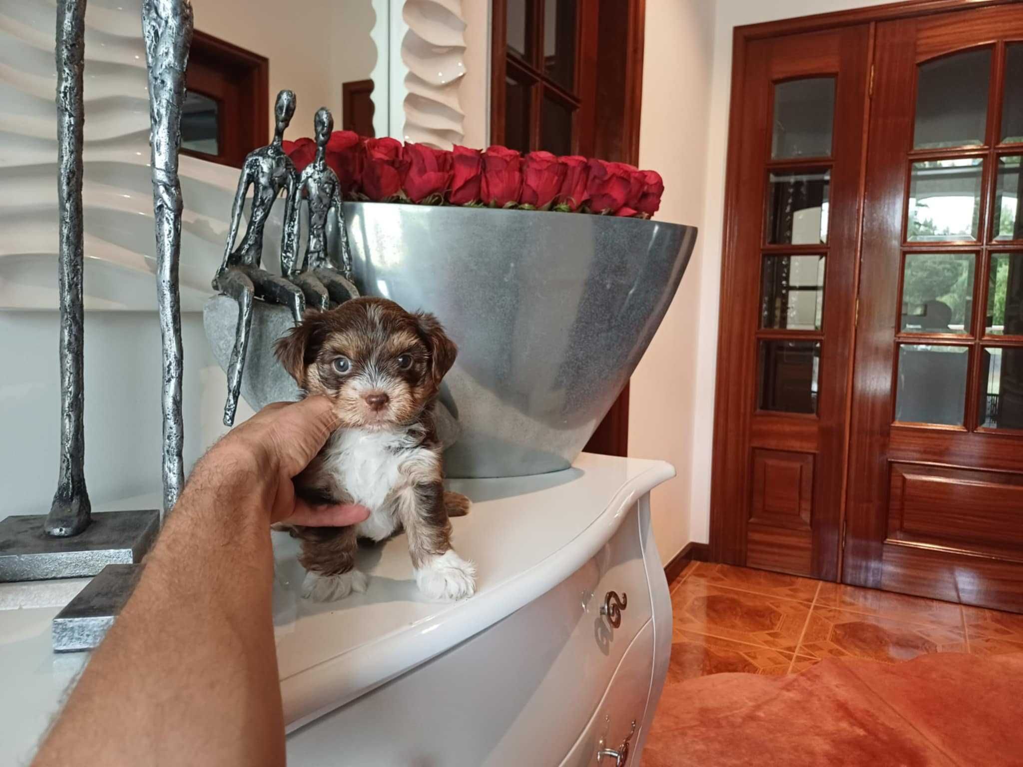 Yorkshire Terrier  Miniatura " FEMEA CHOCOLATE TAN TRICOLOR"