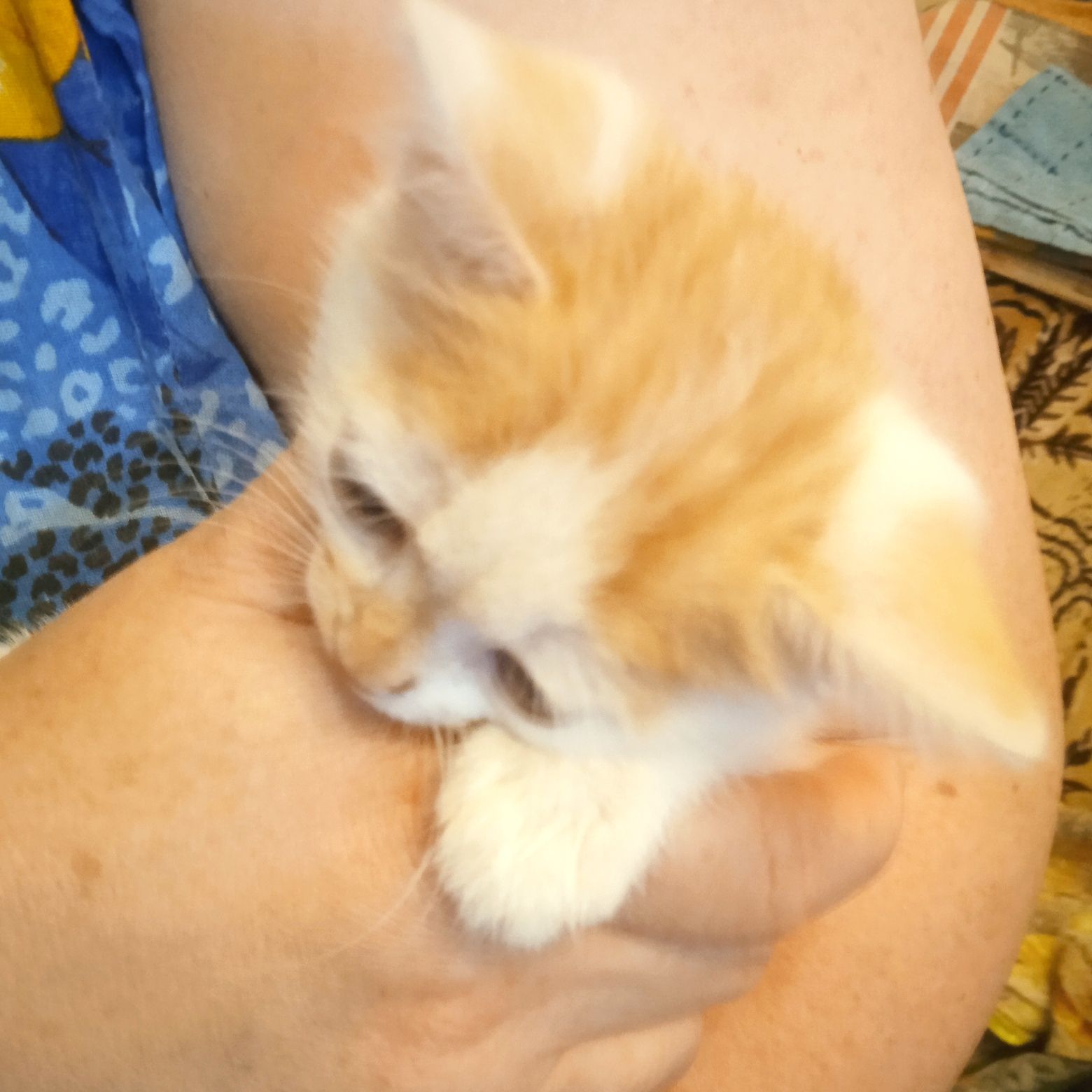 Одам в хорошие руки котенка