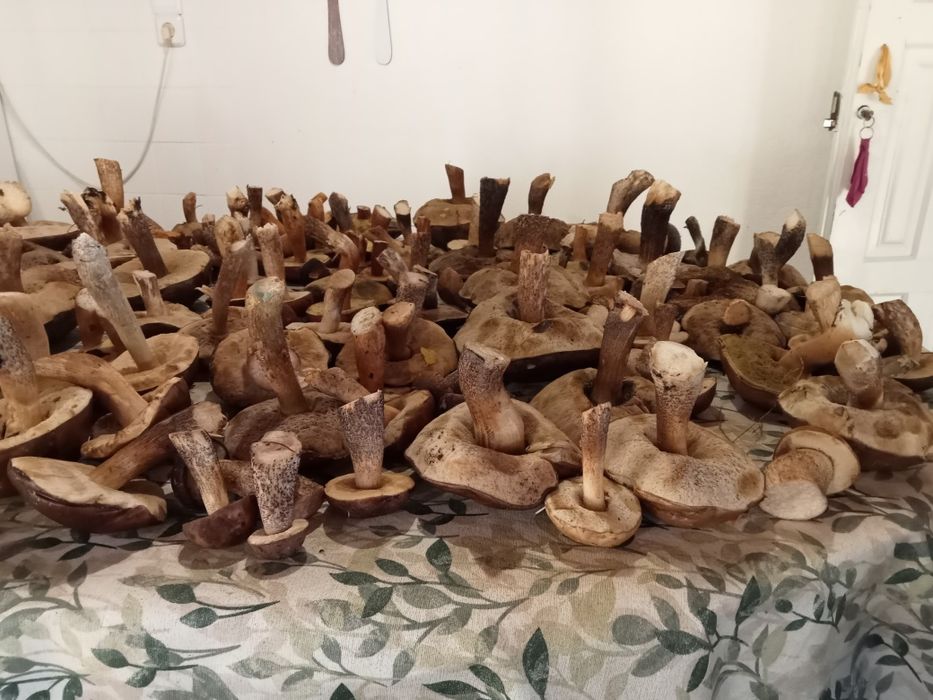 Cogumelos boletos frescos