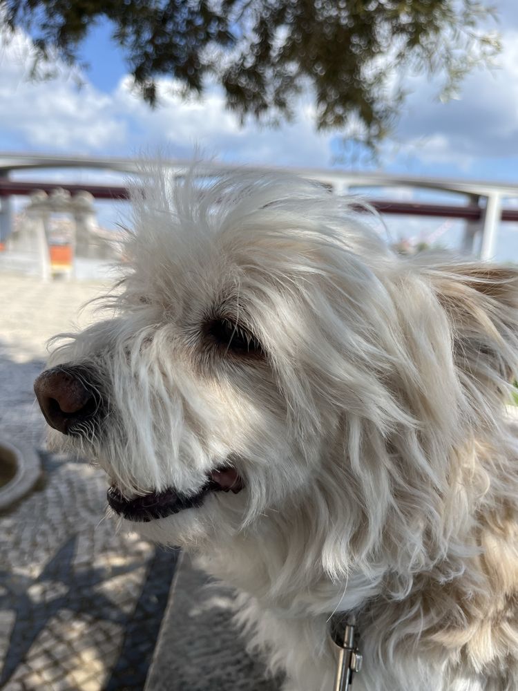 Pet sitting | Plant care | no seu domícilio