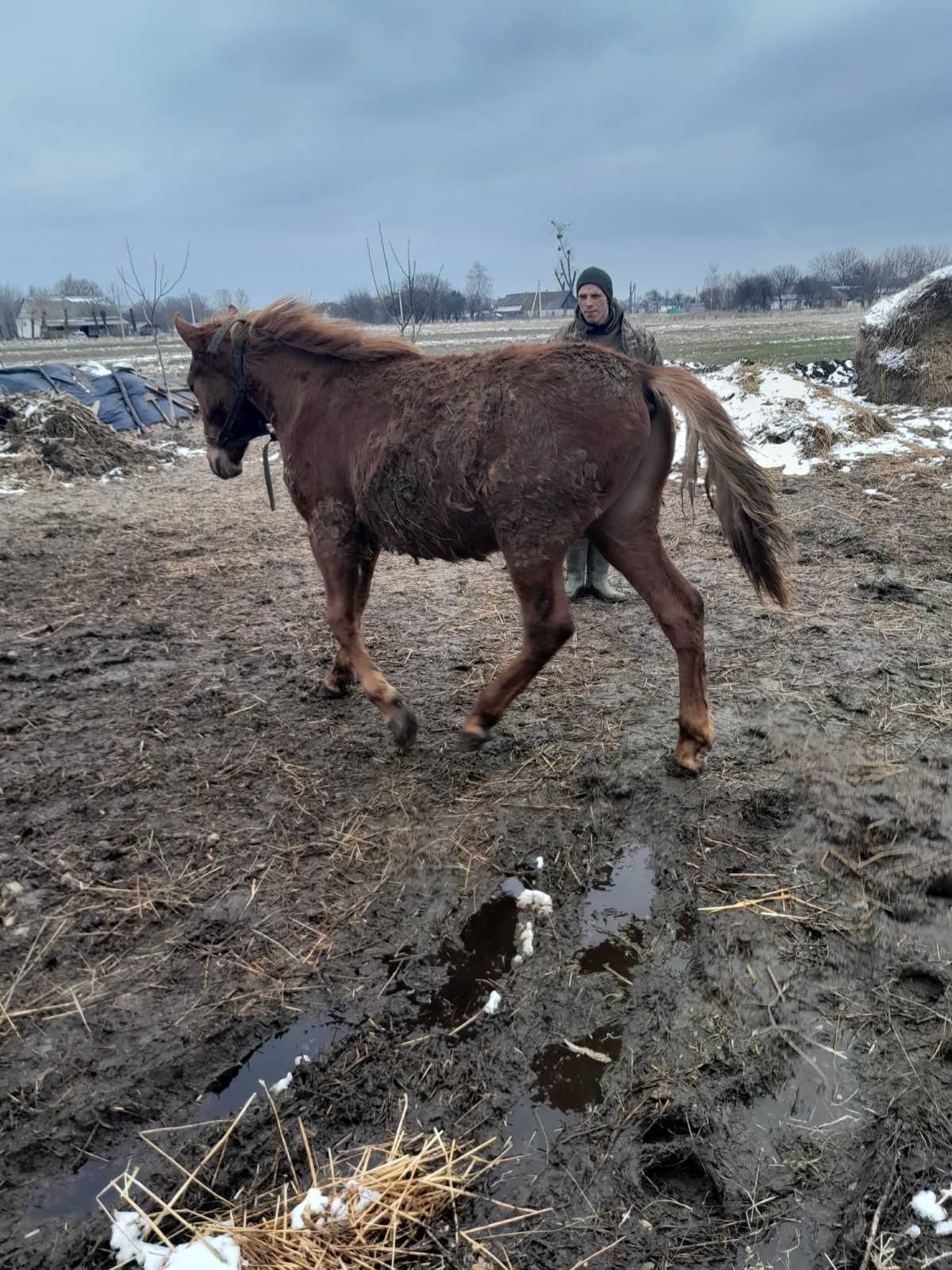 Продам жеребця 9 місяців