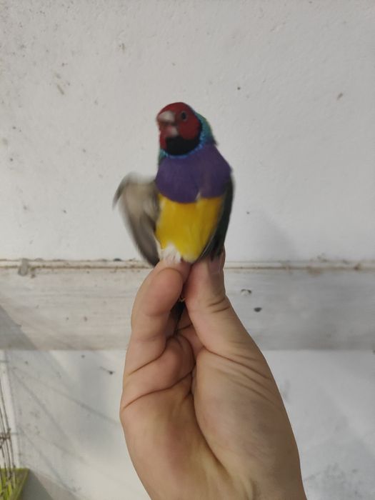 Diamante de gould