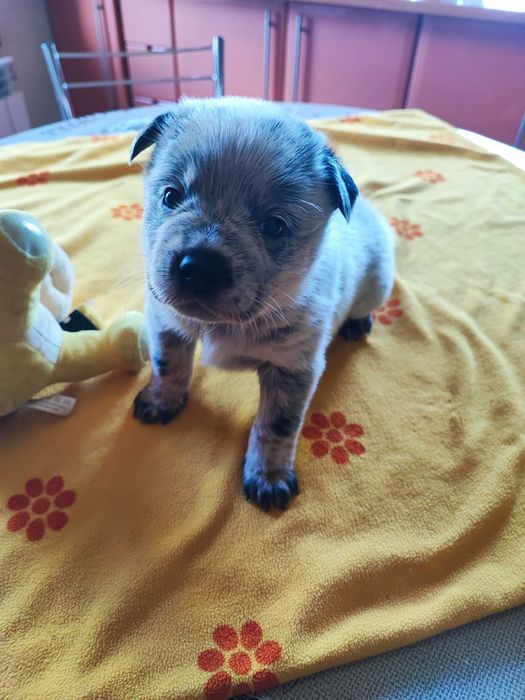 Suczka Australian Cattle Dog