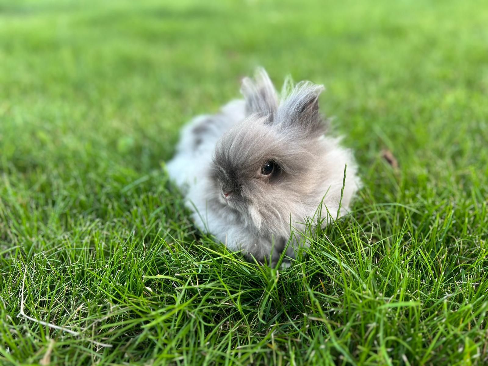 Mini króliczek samiczka rasy Karzełek Teddy