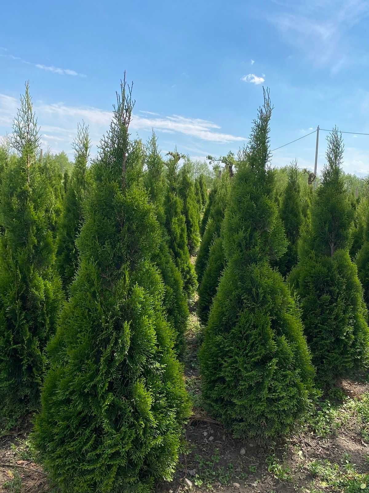 Tuja/Thuja/Tuje Szmaragd 130-210cm