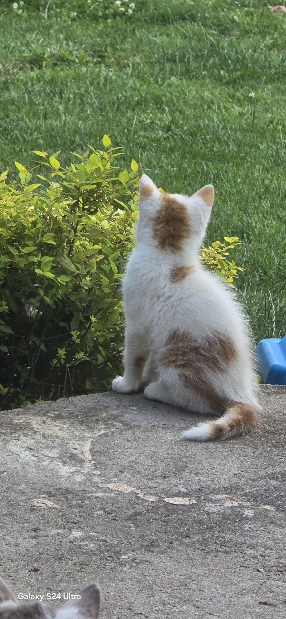 Dwa male puszyste kotki