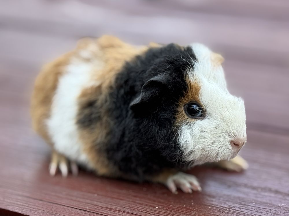Cudny Samiec Teddy US Świnka Morska Kawia Domowa