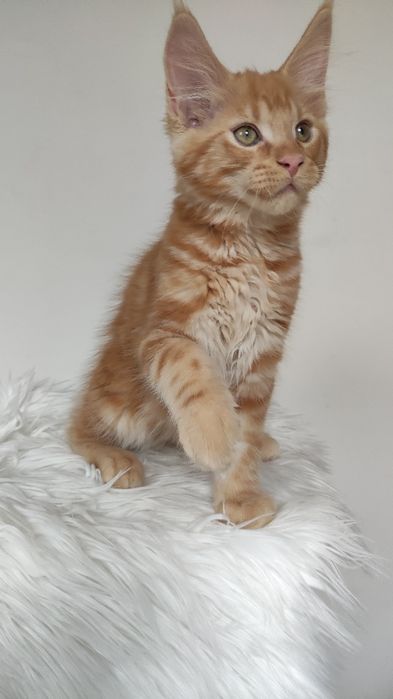 Maine Coon kocur możliwa opcja hodowlana