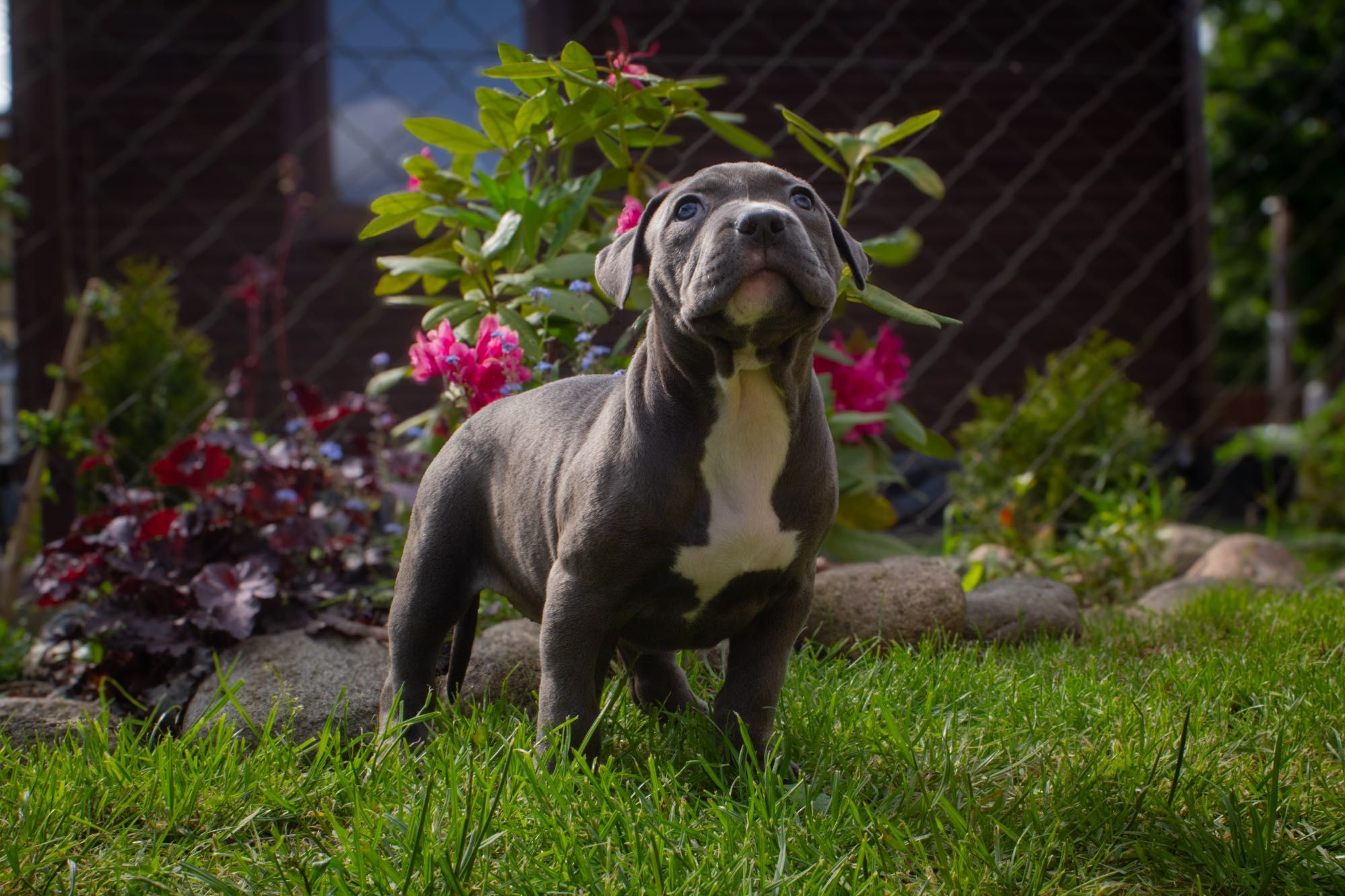 American Bully XL, GLB LUO YI