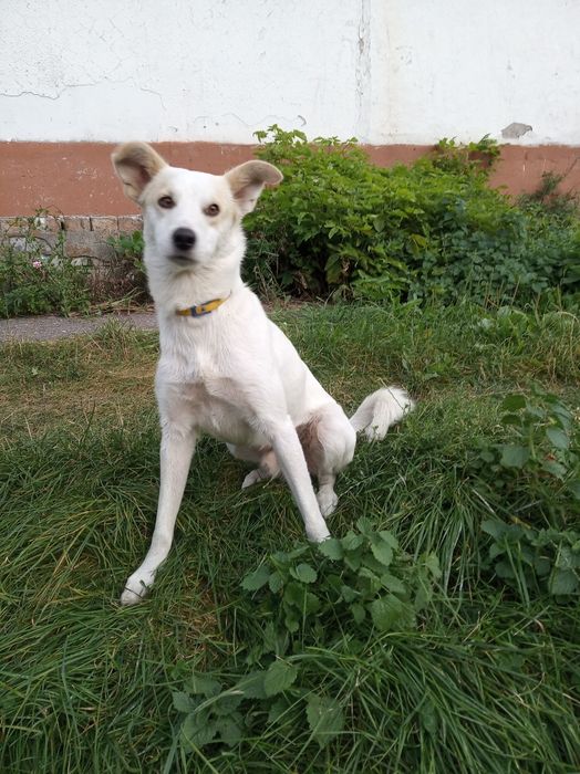 Прилаштовується безкоштовно