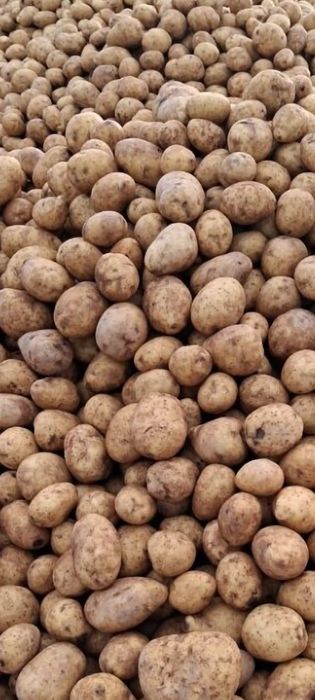 Ziemniaki  odbiór