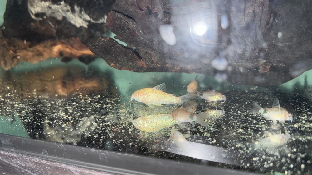 Corydora albina