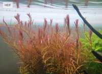 Rotala rotundifolia H'ra