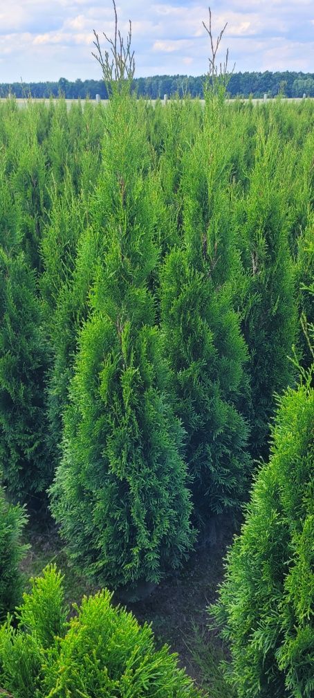 Tuja Smaragd 140 cm tuje 100 thuja 120 brabant laurowiśnia myślenice