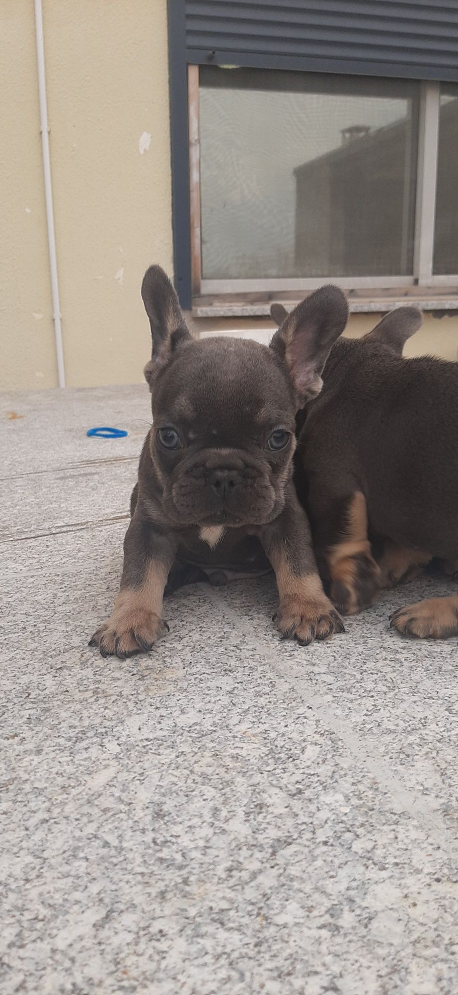 Bulldog Francês blue   tan